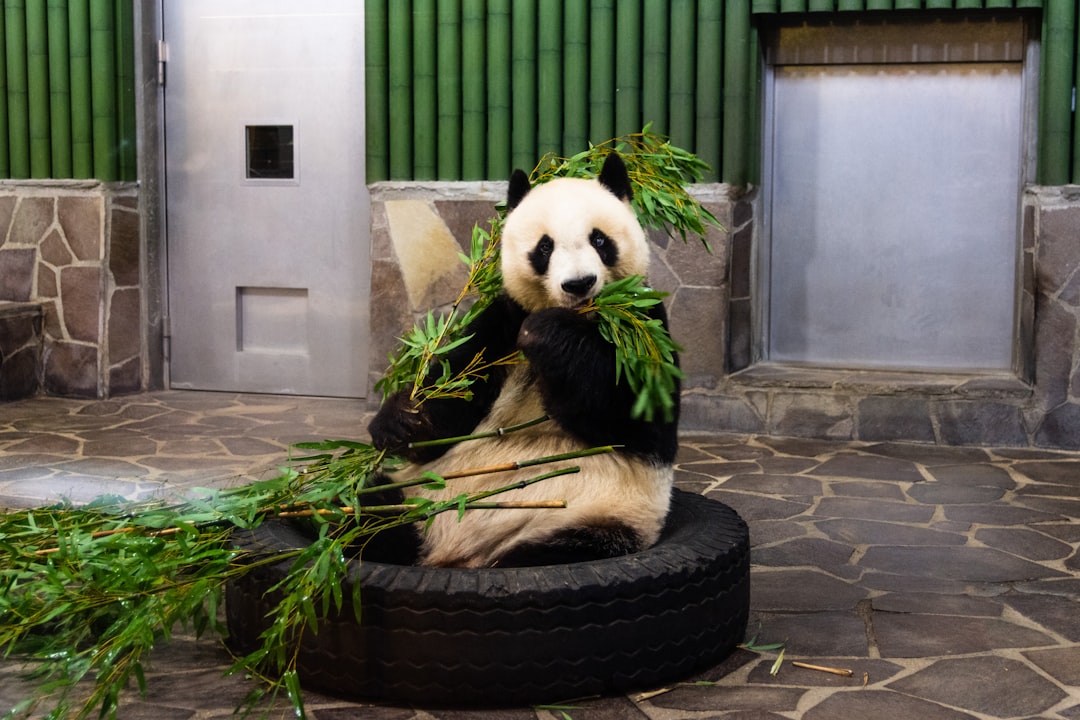 A panda is sitting on top of an old black tire, eating bamboo leaves with its paws and mouth open. The background features green walls covered in white tiles and grey stone flooring. On the left side next to it sits another rubber tube, while at one end there’s a door that has silver metal panels. In front of it lies some fresh cut grass, focusing on the subject. –ar 128:85