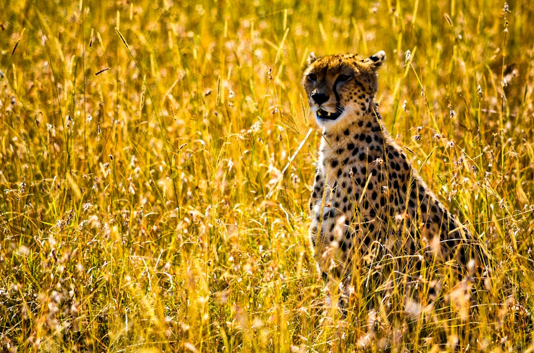 A cheetah sitting in the tall grass of an African savannah, its sleek coat contrasting with the golden meadow, photo in the style of Canon EOS, ISO 800. –ar 32:21