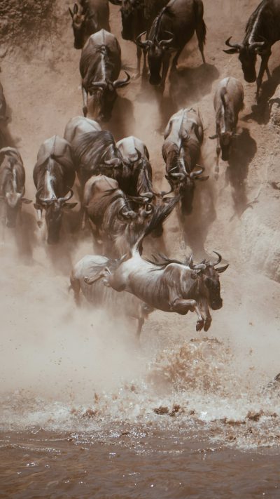 Photo of the Great Dome giraffe jumping into river during a great wildebeest stampede, with dust clouds. In the style of National Geographic photo.