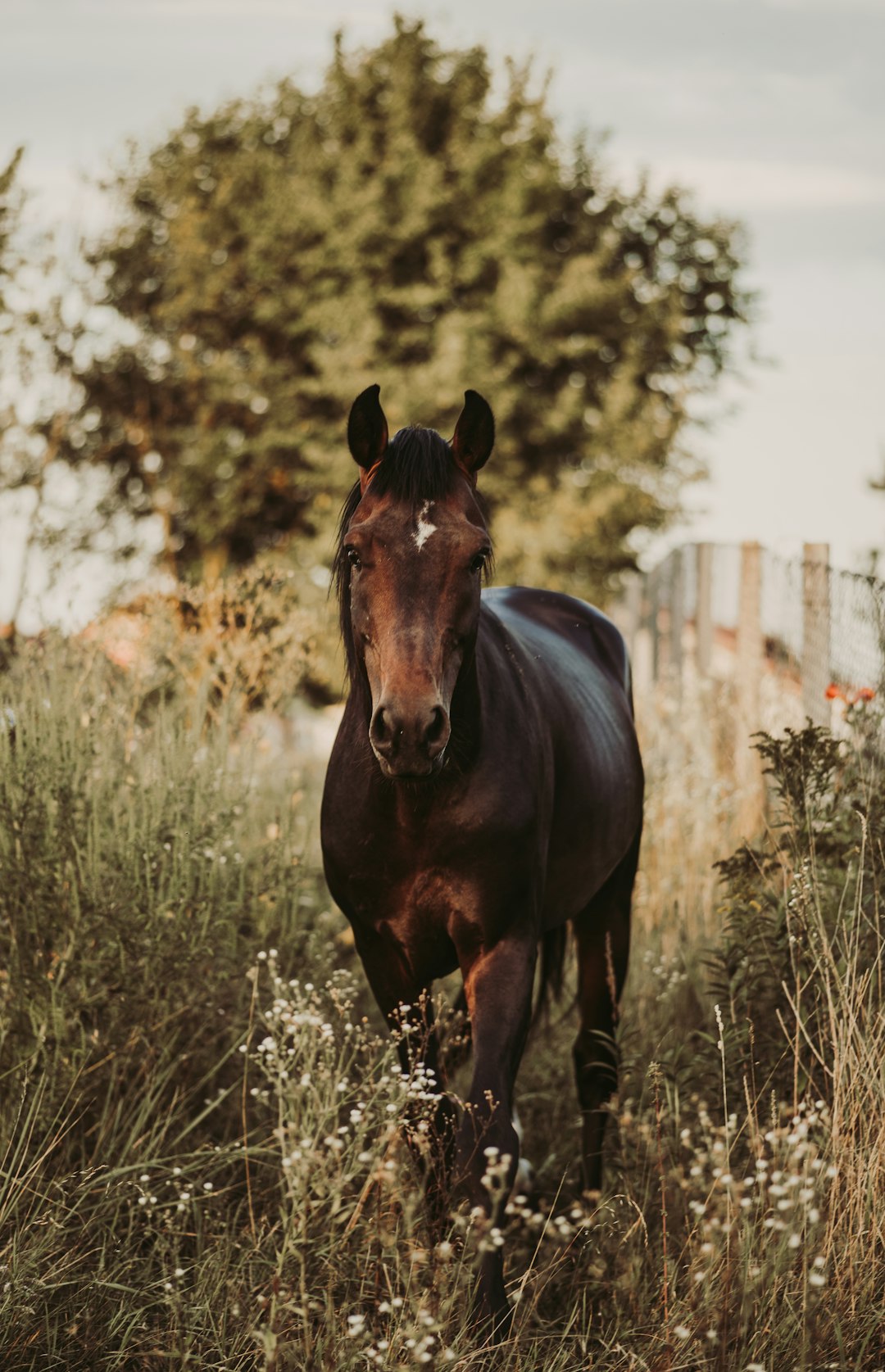 photography of a brown horse on the farm, wild flowers, green trees, sunny day, summer vibes, unsplash photography in the style of summer –ar 41:64