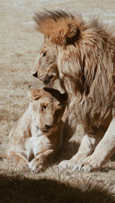 A lion is playing with its cub, showing love and affection. The background of the photo shows an open field with brown grass. Captured in natural light, the scene exudes warmth and tranquility as they rest together on the ground. The lion's mane adds to their majestic presence while conveying connection between them. The ultrarealistic photograph was captured on high-resolution 35mm film in the style of a natural photograph. --ar 9:16