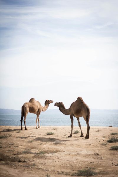 two camels playing near the sea, desert landscape, clear sky, stock photo style --ar 85:128