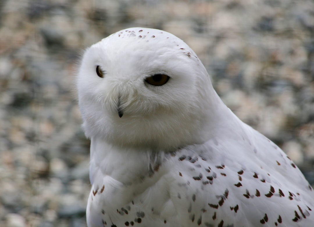 A closeup of the snowy owl’s face, its white feathers speckled with brown dots and piercing eyes focused intently on you, background is pebbles. The photo is in the style of a Canon EOS20D raw photo. –ar 32:23