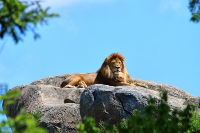 A lion lounging on top of rocks against the blue sky at a Japanese downtown zoo with beautiful green trees, an award winning photographic style of [James Balog](https://goo.gl/search?artist%20James%20Balog). --ar 128:85