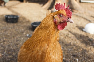 Close up portrait of an American Re hvéa chicken in the farm, photography --ar 128:85