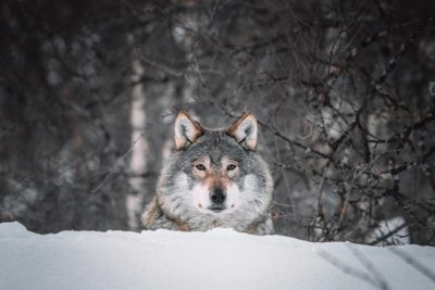 portrait of wolf in snow, looking at camera, forest background, canon eos r5 --ar 128:85