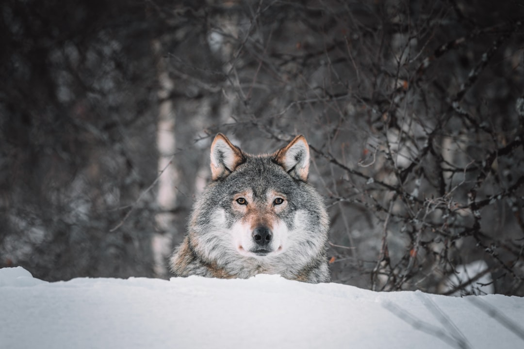 portrait of wolf in snow, looking at camera, forest background, canon eos r5 –ar 128:85