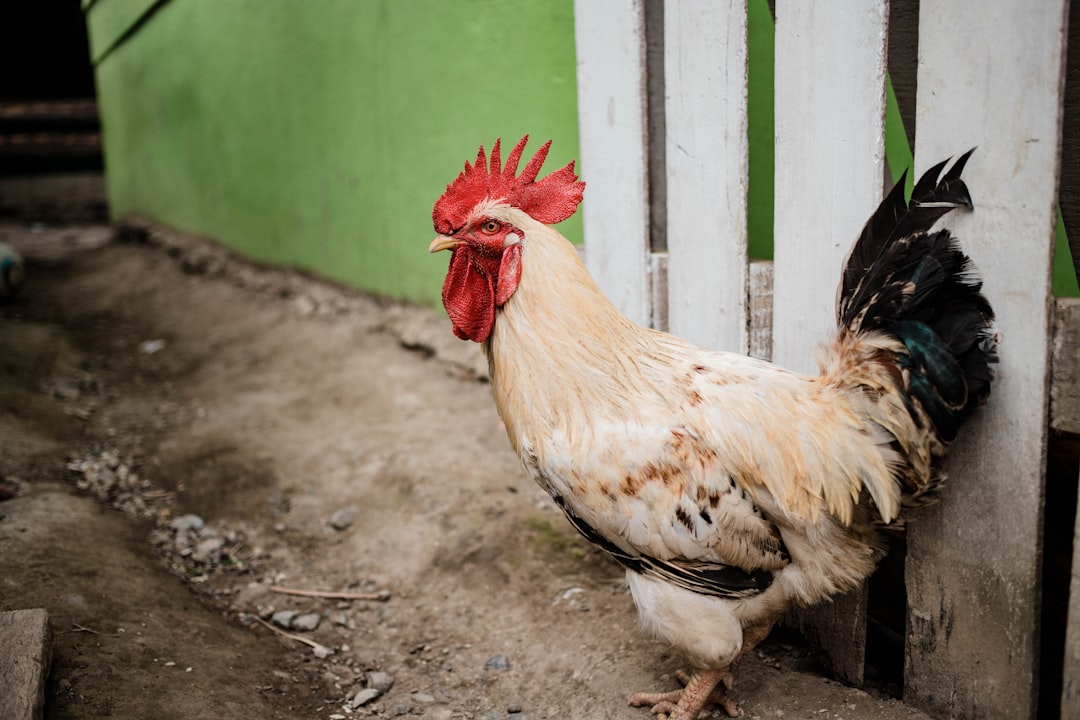 Photo of a rooster in front of an old white wooden fence, green wall behind him, in the village street of swima island in the style of documentary photography. –ar 128:85