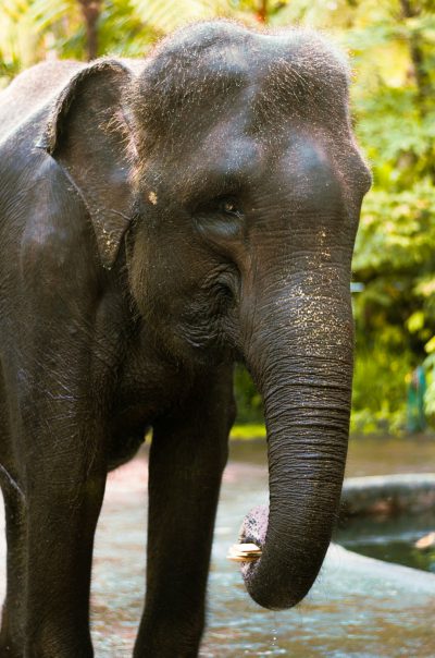 An elephant drinking water from the river in Bali, close up portrait, in the style of National Geographic photography. --ar 21:32