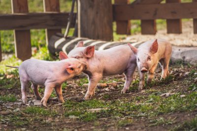 Three cute piglets playing on the farm, pastel colors, natural light, in the style of photography. --ar 128:85