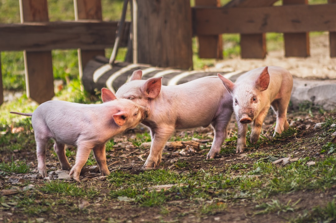 Three cute piglets playing on the farm, pastel colors, natural light, in the style of photography. –ar 128:85