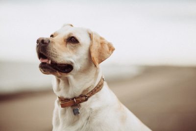 A Labrador dog is sitting on the beach, wearing an elegant collar with its head tilted to one side and mouth open as if it's about ready for playtime. The background of the photo features soft white clouds in the sky, adding depth and focus to the scene. This shot captures the moment when the labrador looks up at something that seems interesting or funny, captured in the style of Kodak Gold 400 film raw using a Sony Alpha A7 III camera. --ar 128:85