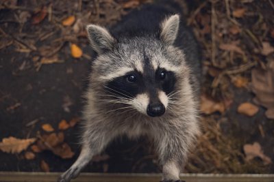 A curious raccoon standing on its hind legs, looking directly at the camera with an inquisitive expression, surrounded by autumn leaves and woodchips in its natural habitat. Photography, DSLR with macro lens for detailed shots of fur textures, in the style of DSLR. --ar 128:85