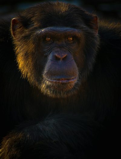 portrait of chimpanzee, lit by golden hour light, backlighting, looking at camera, close up, Nikon D850 DSLR with an 24mm f/36 lens and cinematic lighting, photorealistic