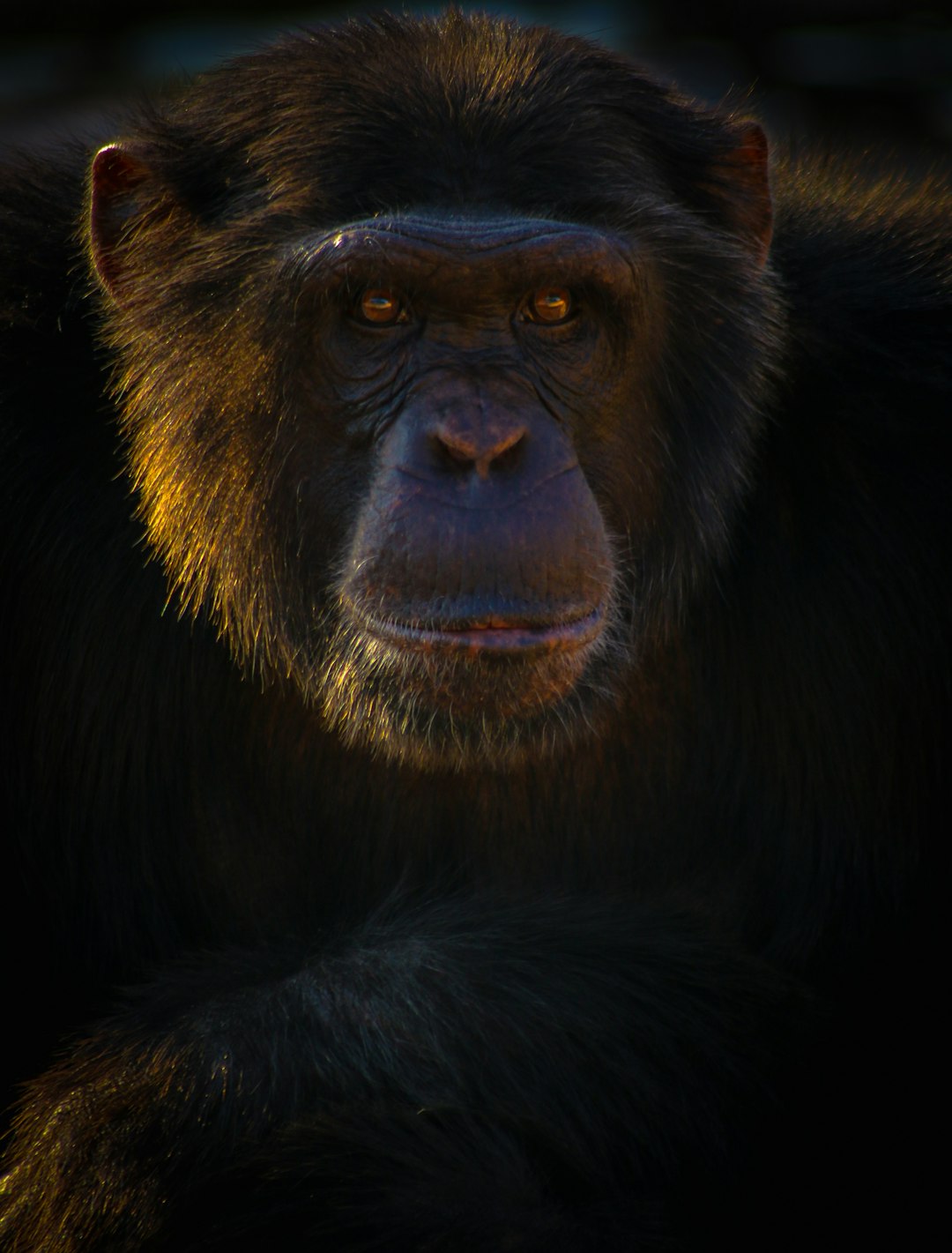 portrait of chimpanzee, lit by golden hour light, backlighting, looking at camera, close up, Nikon D850 DSLR with an 24mm f/36 lens and cinematic lighting, photorealistic