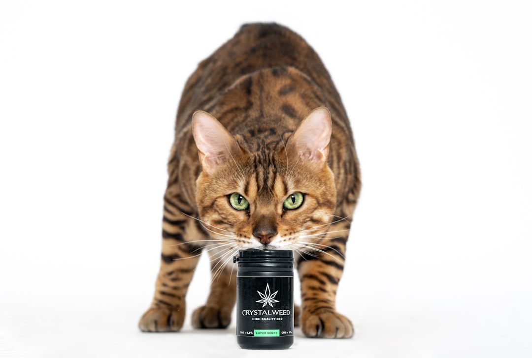 Photo of a bengal cat with green eyes, standing on a white background and looking at the camera while holding a black jar with cannabis oil for cats in its paws, with the logo “CRE Casa”, product photography in the style of CTrue, studio lighting, shot from the front with a wide angle, high resolution. –ar 64:43