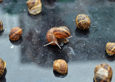 A closeup of snails crawling on the surface, with several small brown and yellow striped shells scattered around them. The background is a dark gray metal that reflects light from above. In front is an empty black table top.
