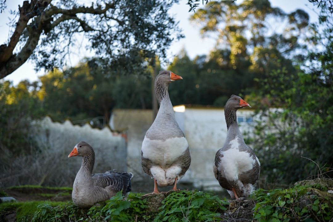 Three grey and white geese in the garden of an olive grove, near a large house with white walls, seen from behind, in the style of Nikon D850 DSLR, f/2 lens at 34mm focal length, 6k resolution –ar 128:85