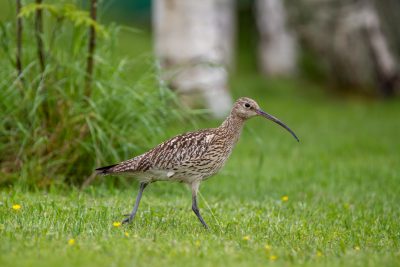 A photo of an elegant and curious cur in the style of Cartoon style, Whvoxel full body standing on the grass in a garden, with a long bill and mottled feathers walking across the lawn against a green background, taken with a Canon EOS R5 camera, using a 70-20mm lens at an f/4.8 aperture setting, ISO 64, and a shutter speed of 30 second exposure time. --ar 128:85