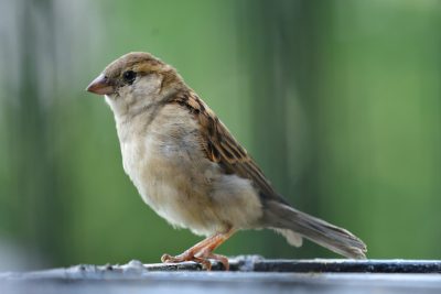 A beautiful sparrow perched on the edge of an outdoor bird seedden songbird, nature photography, blurred green background, closeup shot, natural lighting, shallow depth of field, sharp focus, detailed texture, professional color grading, clear and bright appearance
