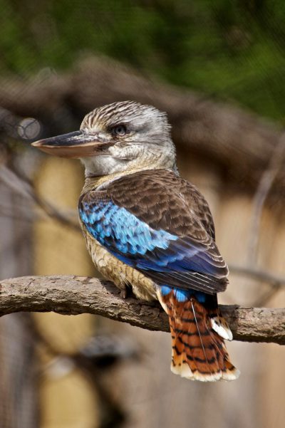 A photo of the blue-bellied kookaburra bird sitting on a tree branch. The photograph was taken from behind and shows its full body including tail feathers. It has greyish brown plumage with bright blue wings that cover most of its back. There is some blurred background of trees in the distance. This creature seems to have a long beak like birds and no legs. In a natural setting. --ar 85:128