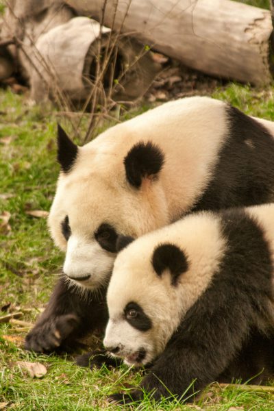 A mother panda and her cub were playing on the grass, with black spots on their heads. The background was some dead wood, green lawn, and high definition photography. Closeup photos of pandas lying down, full body shots, with a black and white color scheme, in a natural environment, with warm sunshine. It was like a real photo shoot in the style of nature photography. --ar 85:128