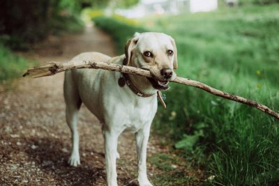 A white labrador with a big stick in its mouth, outdoors on a summer day, shot on film, shot in the style of sony A7R V, using Kodak Portra 400D Film, with color grading, through a 35mm lens at f/2. --ar 128:85