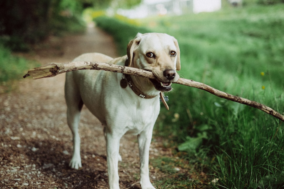 A white labrador with a big stick in its mouth, outdoors on a summer day, shot on film, shot in the style of sony A7R V, using Kodak Portra 400D Film, with color grading, through a 35mm lens at f/2. –ar 128:85