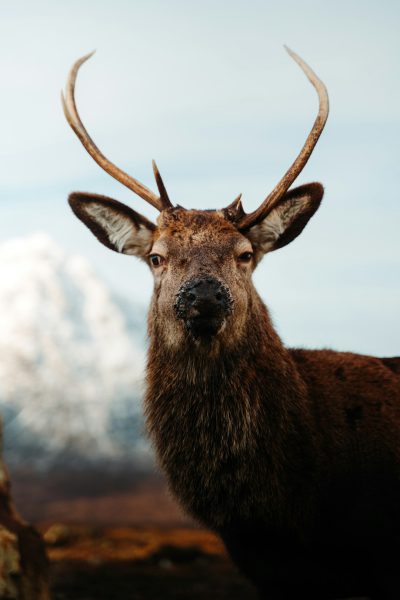 A majestic deer with impressive antlers stands in the Scottish highlands, its focused eyes looking at the camera. The wildlife photography was taken with a Canon EOS R5 and f/2 lens, capturing the deer in the style of a portrait with a clear sky and distant mountains in the natural light of a closeup shot. --ar 85:128