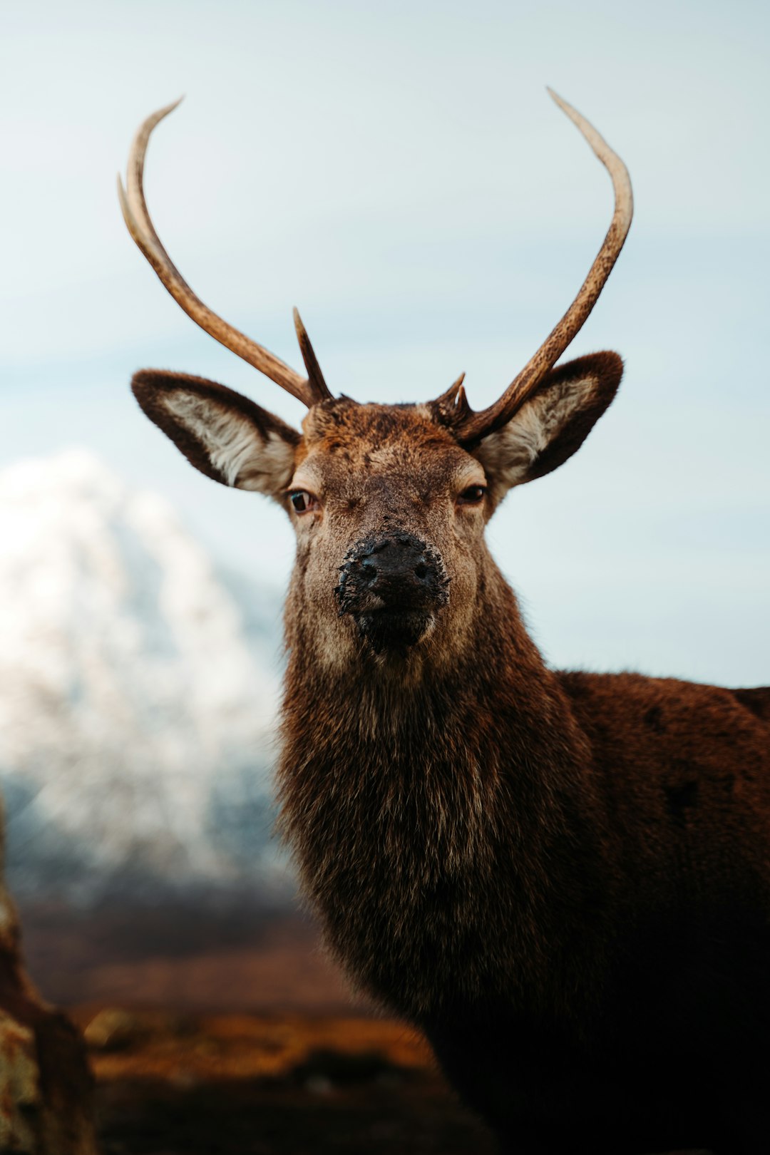 A majestic deer with impressive antlers stands in the Scottish highlands, its focused eyes looking at the camera. The wildlife photography was taken with a Canon EOS R5 and f/2 lens, capturing the deer in the style of a portrait with a clear sky and distant mountains in the natural light of a closeup shot. –ar 85:128