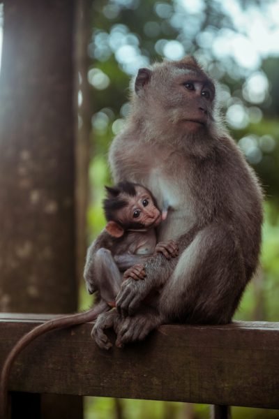 photo of mother monkey holding baby on her lap, sitting in the park at bali, unsplash photography in the style of photography. --ar 85:128