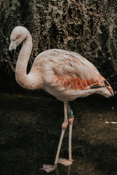 Photo of a flamingo standing in shallow water, side view, full body shot, in the style of unsplash photography. --ar 85:128