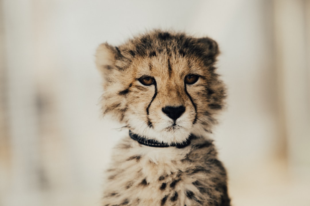 Photograph of a close-up portrait of a cute baby cheetah with a collar, standing in the snow looking at the camera, in muted tones with soft light, shot on a Sony A7 in the style of Affinity Photo. –ar 128:85