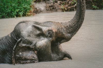 An elephant lying on its back in the mud, raising its trunk and playing with water. The photo was taken in the style of Canon EOS R5 using Kodak Gold 200 film. --ar 128:85