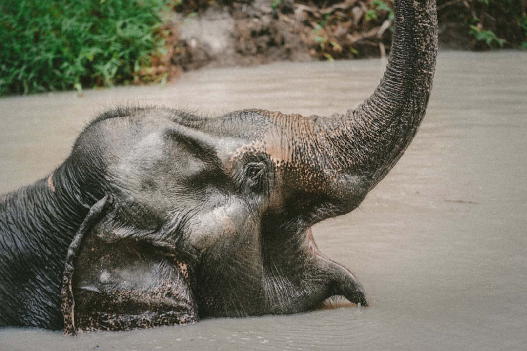 An elephant lying on its back in the mud, raising its trunk and playing with water. The photo was taken in the style of Canon EOS R5 using Kodak Gold 200 film. –ar 128:85