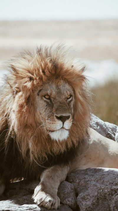 A majestic lion with its mane flowing in the wind, resting on rocks under the scorching sun of an African savannah., focus on face, portrait photography, 35mm lens at f/8 aperture setting , rule of thirds, copy space concept --ar 9:16