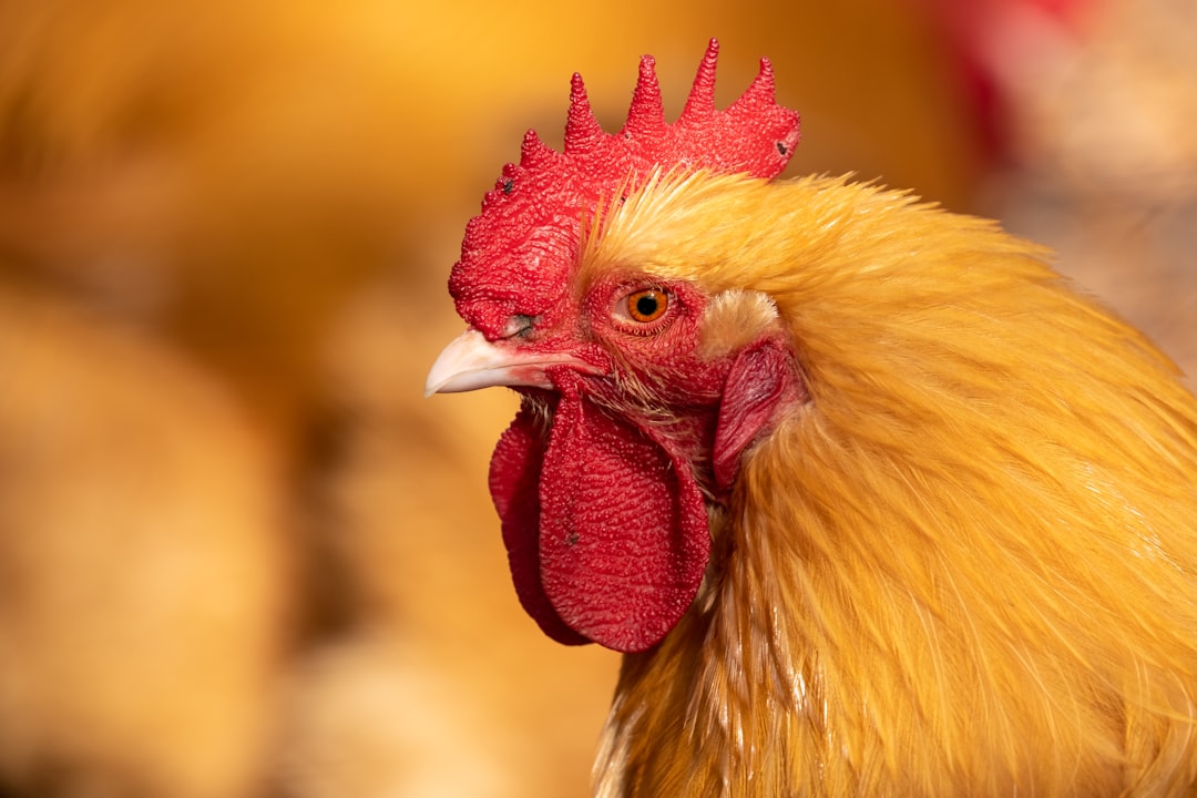 Close-up portrait of a yellow chicken with a red crest on the farm, photographed using a Canon EOS R5 T3 camera with 20 megapixels, in the style of traditional farm photography. –ar 128:85