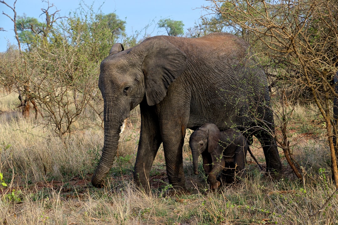 A mother elephant and her calf walking through the African savannah. The baby is hiding behind his mom’s leg as he walks beside her, wide shot in the style of National Geographic photo. –ar 128:85