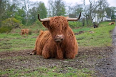 A cute fluffy highland cow sitting on the ground in a rural Scottish countryside, with long hair and big horns, with other cows behind him. The photo was taken from the front with a Canon EOS R5 camera in the style of the countryside scene. --ar 128:85