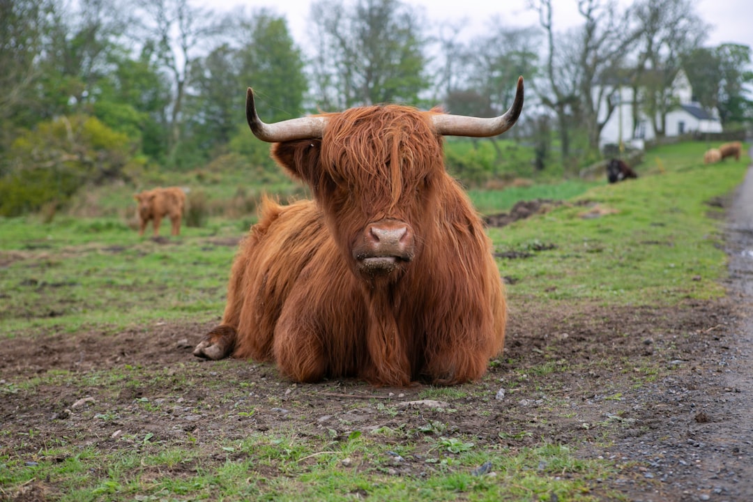 A cute fluffy highland cow sitting on the ground in a rural Scottish countryside, with long hair and big horns, with other cows behind him. The photo was taken from the front with a Canon EOS R5 camera in the style of the countryside scene. –ar 128:85