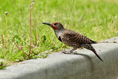 A photograph of a gray and brown female northern flicker, walking along the edge of a concrete sidewalk in a grassy park. The bird has dark mottled patterned feathers with red on its head and neck, a black beak, small round eyes, long tail feathers, standing on one leg, looking around curiously. In nature during the summer time. --ar 128:85