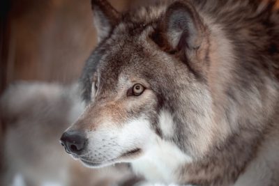 A close-up portrait of a majestic wolf, captured in the soft light and gentle atmosphere of a winter twilight. The focus is on a headshot from the head to chest with a shallow depth of field, taken with a Canon EOS R5 at F2 and ISO30 in the style of twilight. --ar 128:85