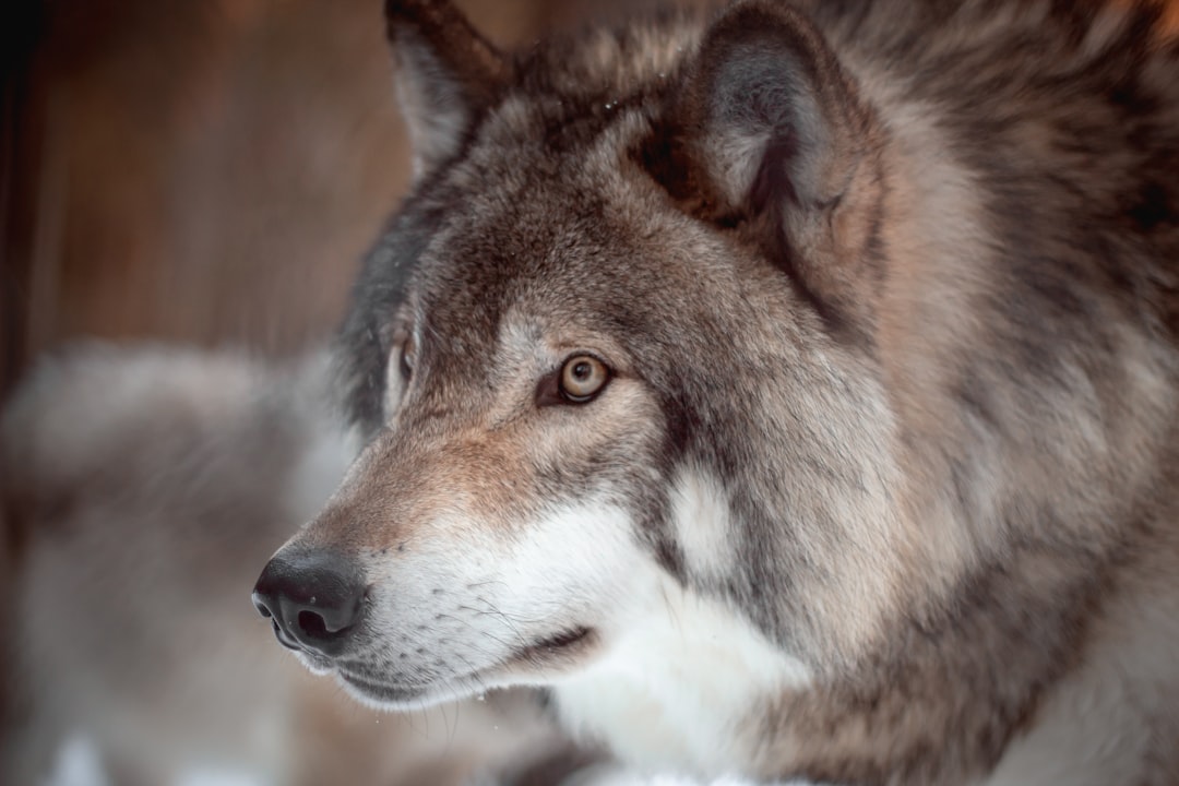 A close-up portrait of a majestic wolf, captured in the soft light and gentle atmosphere of a winter twilight. The focus is on a headshot from the head to chest with a shallow depth of field, taken with a Canon EOS R5 at F2 and ISO30 in the style of twilight. –ar 128:85