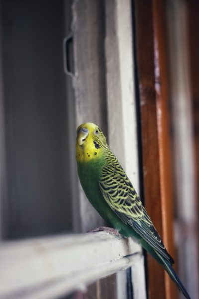 A green budgie sitting on the window sill of an apartment, in the style of nikon d750 photograph. --ar 85:128