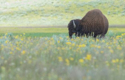 A lone bison grazing in the grasslands of Yellowstone National Park, yellow wildflowers during the springtime season, captured with a Canon EOS R5 camera in the style of landscape photography. --ar 64:41