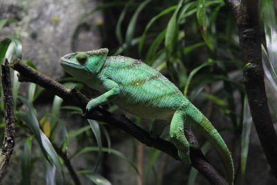 Photo of a green chameleon, with its skin tone blending seamlessly into the environment as it perches on a tree branch in a forest, shot in the style of Canon EOS. --ar 128:85