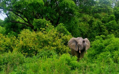 An elephant in the green trees of Chibok National Park, scenic photography, in the style of section. --ar 128:79