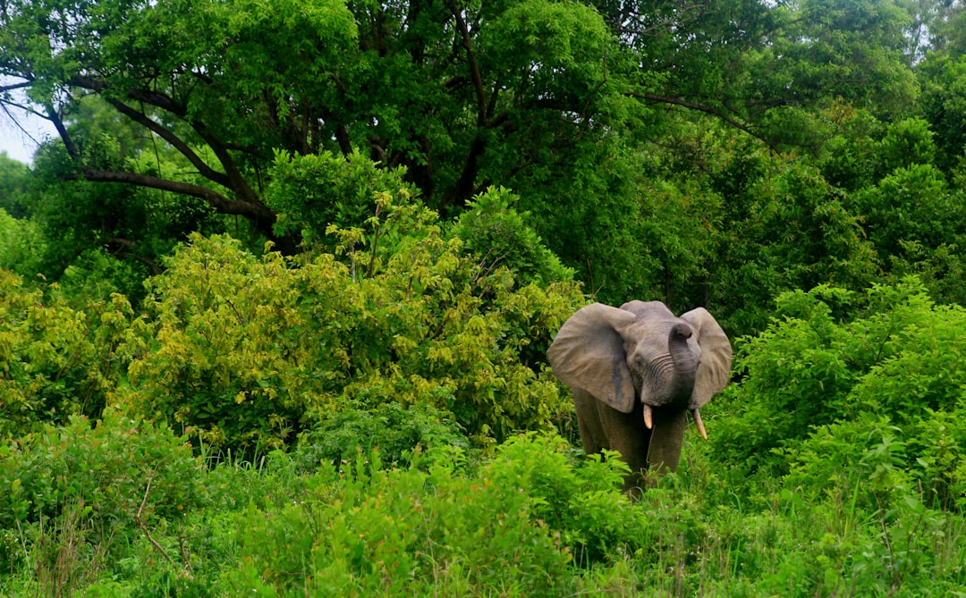 An elephant in the green trees of Chibok National Park, scenic photography, in the style of section. –ar 128:79