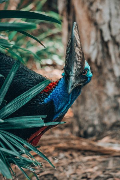 A full body shot of an Australian brutalist architecture in the jungle, featuring iridescent feathers and a long beak. The head is blue with red around its neck. The bird has black plumage on top while its chest glows bright teal, its eyes glow like embers, while walking through dense tropical foliage, captured in the style of Sony Alpha A7 III camera. --ar 85:128