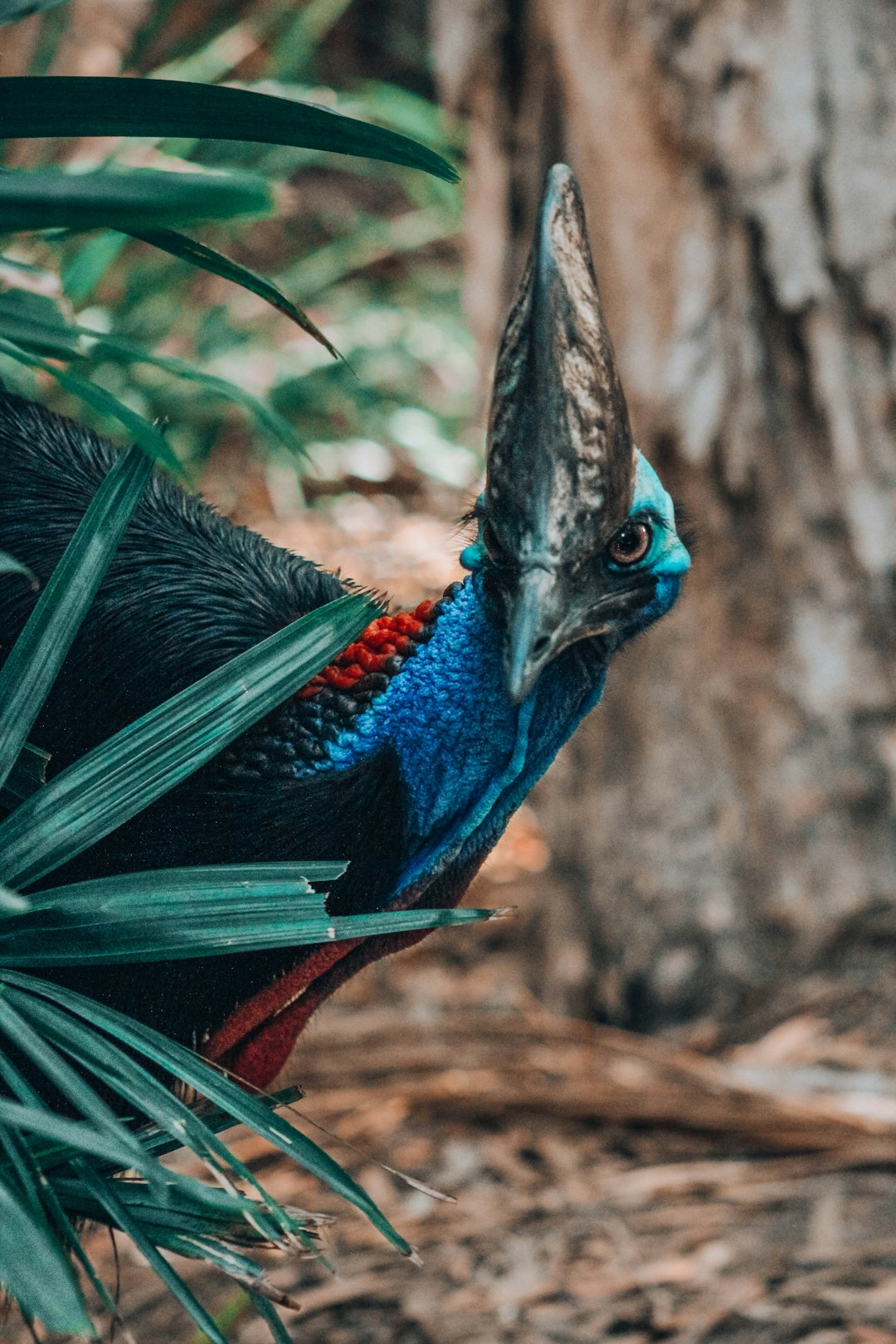 A full body shot of an Australian brutalist architecture in the jungle, featuring iridescent feathers and a long beak. The head is blue with red around its neck. The bird has black plumage on top while its chest glows bright teal, its eyes glow like embers, while walking through dense tropical foliage, captured in the style of Sony Alpha A7 III camera. –ar 85:128